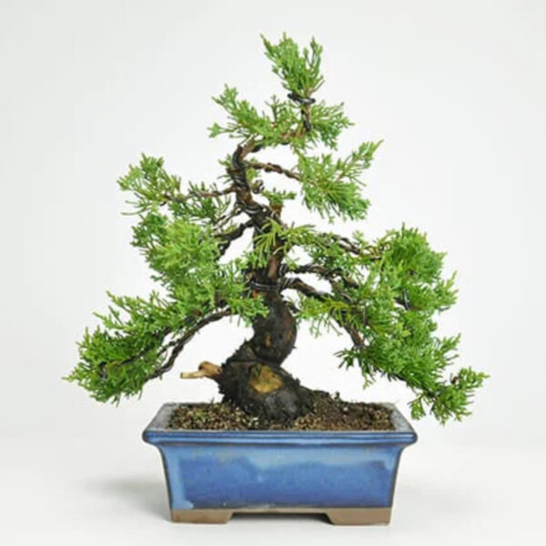 Japonism Bonsai Makashiwa Special Jinshari08
