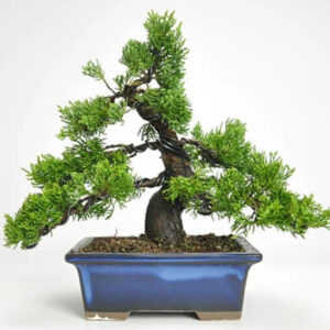 Japonism Bonsai Makashiwa Special Jinshari09