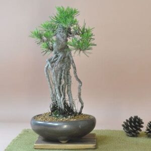 Japonism Bonsai Rooted Black Pine01