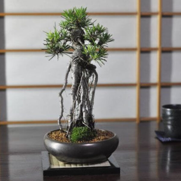 Japonism Bonsai Rooted Black Pine10