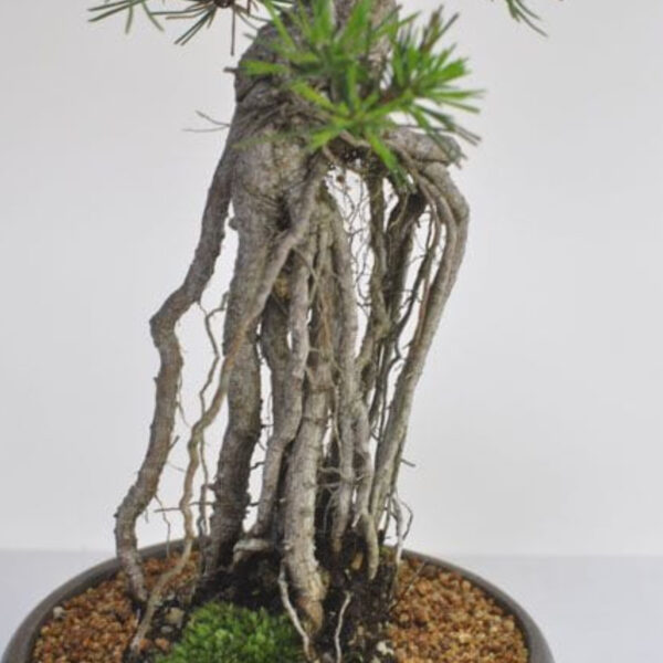 Japonism Bonsai Rooted Black Pine11