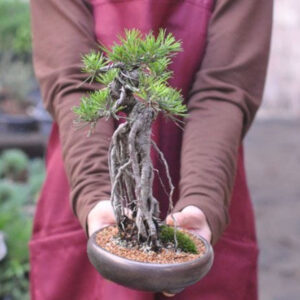 Japonism Bonsai Rooted Black Pine12