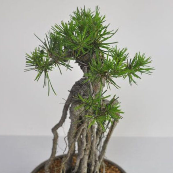 Japonism Bonsai Rooted Black Pine14
