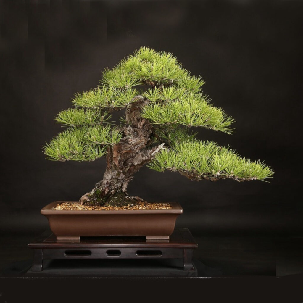 japanese bonsai wabi sabi0